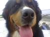 Berner sennenhund Bessie 