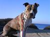 Amerikansk staffordshire terrier Chaggy