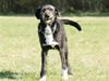 Blanding af racer Sitta *Sov godt min skat* [ Himmelhund]