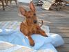 Dvaergpinscher Choko