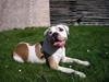 Amerikansk bulldog Rex