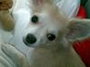 Chihuahua Dario