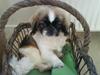 Pekingeser Dior