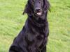 Flat coated retriever Samson