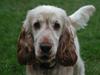 Cocker spaniel "Mace"