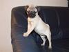Mops Dessa