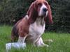 Basset hound columbus