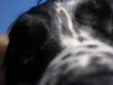 Engelsk springer spaniel Aida