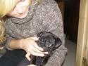 Mops Bello