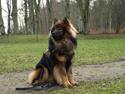Eurasier Balules Devil By Night