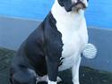 Blanding af racer Amstaff/AmBull Tyson
