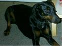 Dobermann Pretty *R.I.P*