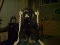 Pudelpointer vinnie
