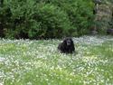 Cocker spaniel Rosie R.I.P 8-10-2008