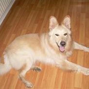 Blanding af racer Buster