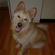 Blanding af racer Buster