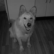 Blanding af racer Buster