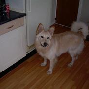 Blanding af racer Buster