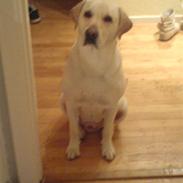 Labrador retriever sago