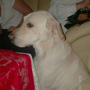 Labrador retriever sago