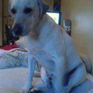 Labrador retriever sago