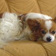 Papillon Teddy