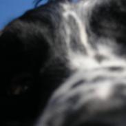Engelsk springer spaniel Aida