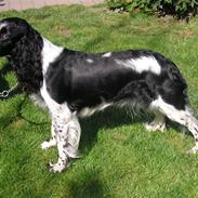 Engelsk springer spaniel Aida