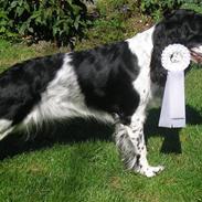 Engelsk springer spaniel Aida
