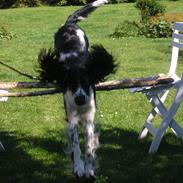 Engelsk springer spaniel Aida