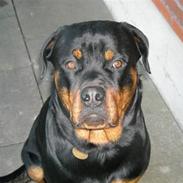 Rottweiler Felix