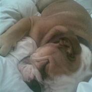 Engelsk bulldog AAA Seducer Kinibox