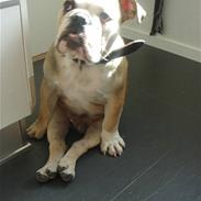 Engelsk bulldog AAA Seducer Kinibox