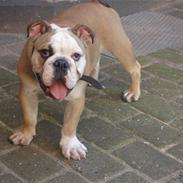 Engelsk bulldog AAA Seducer Kinibox