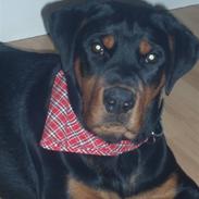 Rottweiler Fenya