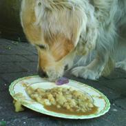 Golden retriever Niko(L)