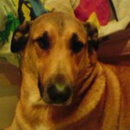 Blanding af racer Ugly