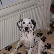 Dalmatiner Akibald R.I.P d. 4/5-2009