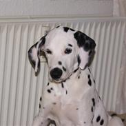 Dalmatiner Akibald R.I.P d. 4/5-2009