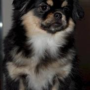 Tibetansk spaniel Tuuling Fia Cicurina