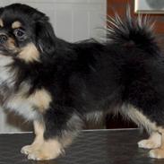 Tibetansk spaniel Tuuling Fia Cicurina