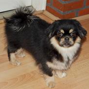 Tibetansk spaniel Tuuling Fia Cicurina