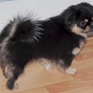 Tibetansk spaniel Tuuling Fia Cicurina