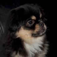 Tibetansk spaniel Tuuling Fia Cicurina