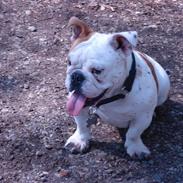 Engelsk bulldog louis