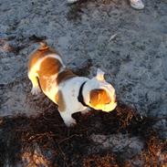 Engelsk bulldog louis