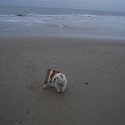 Engelsk bulldog louis