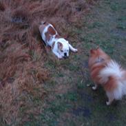 Engelsk bulldog louis