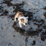 Engelsk bulldog louis