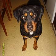 Rottweiler Thai